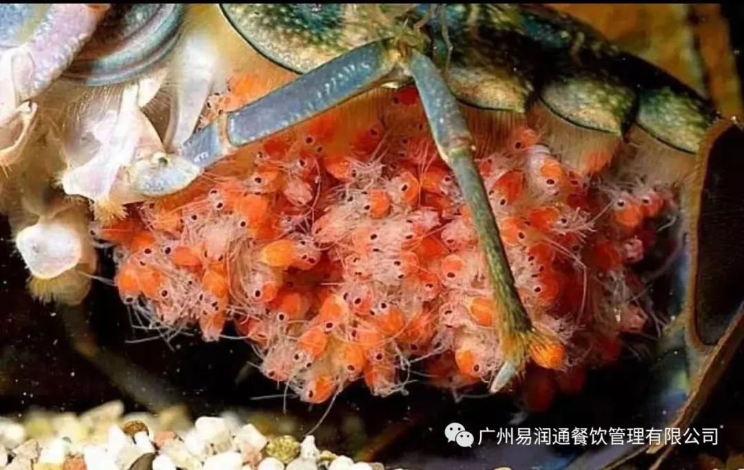 澳洲淡水龙虾隐藏的秘密!!!