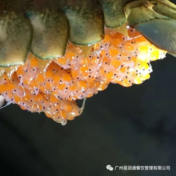 红螯螯虾淡水龙虾原产于澳洲北部的热带区域溪流