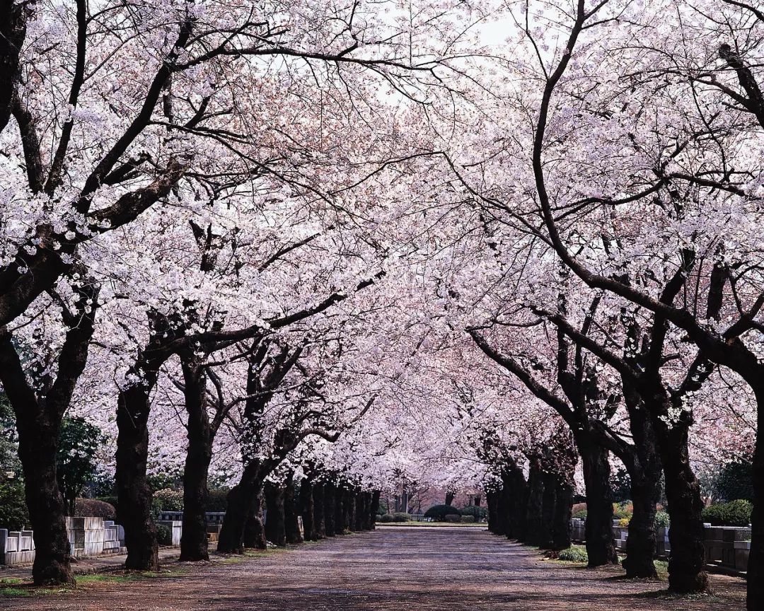 北海道的樱花会迟到 但精彩从不缺席 知日 微信公众号文章