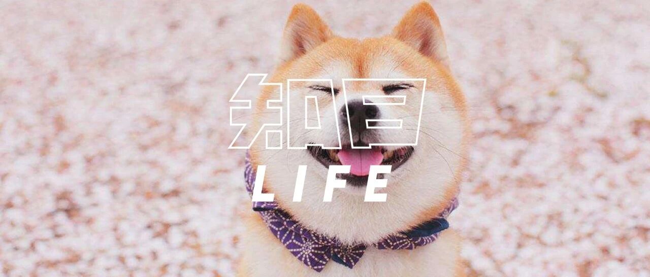 日本犬为何会获得人们的喜爱？