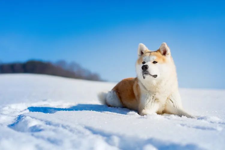 日本犬為何會獲得人們的喜愛？ 寵物 第5張