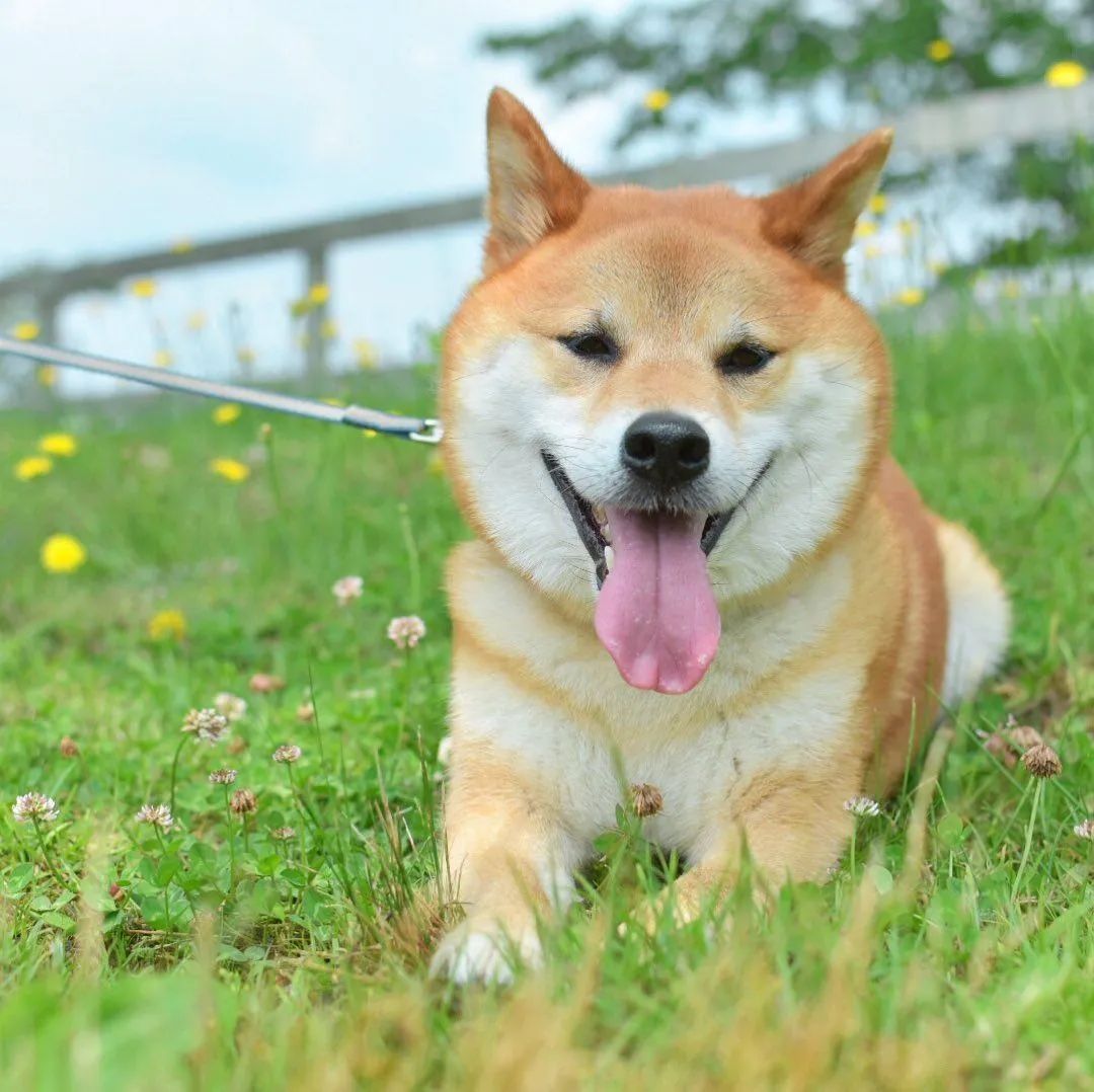 日本犬為何會獲得人們的喜愛？ 寵物 第6張