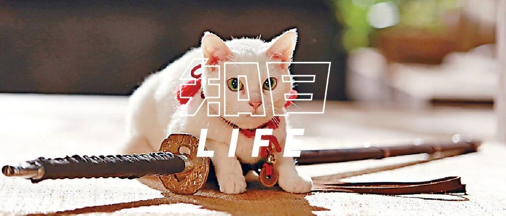 爱猫成痴的日本天皇，留下了怎样的传说？