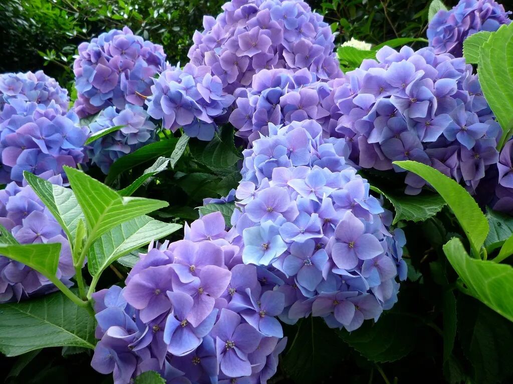 春天到了 不來京都賞花嗎 知日 微文庫