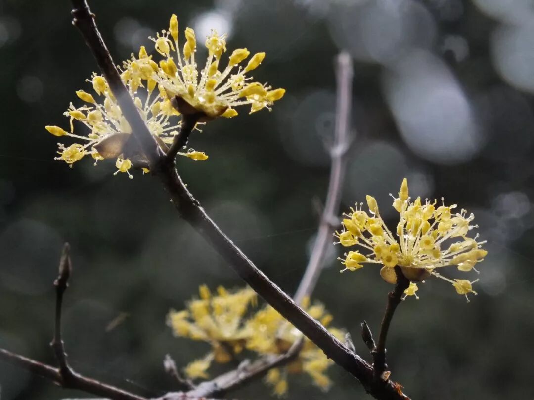 春天到了 不來京都賞花嗎 知日 微文庫