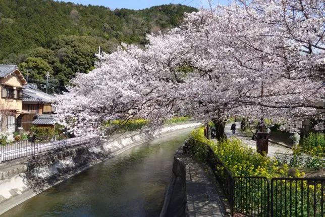 春天到了 不來京都賞花嗎 知日 微文庫