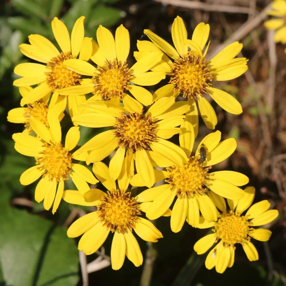 春天到了 不來京都賞花嗎 知日 微文庫