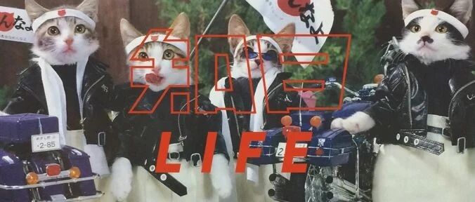 听过暴走族，那你见过「暴走猫」吗？