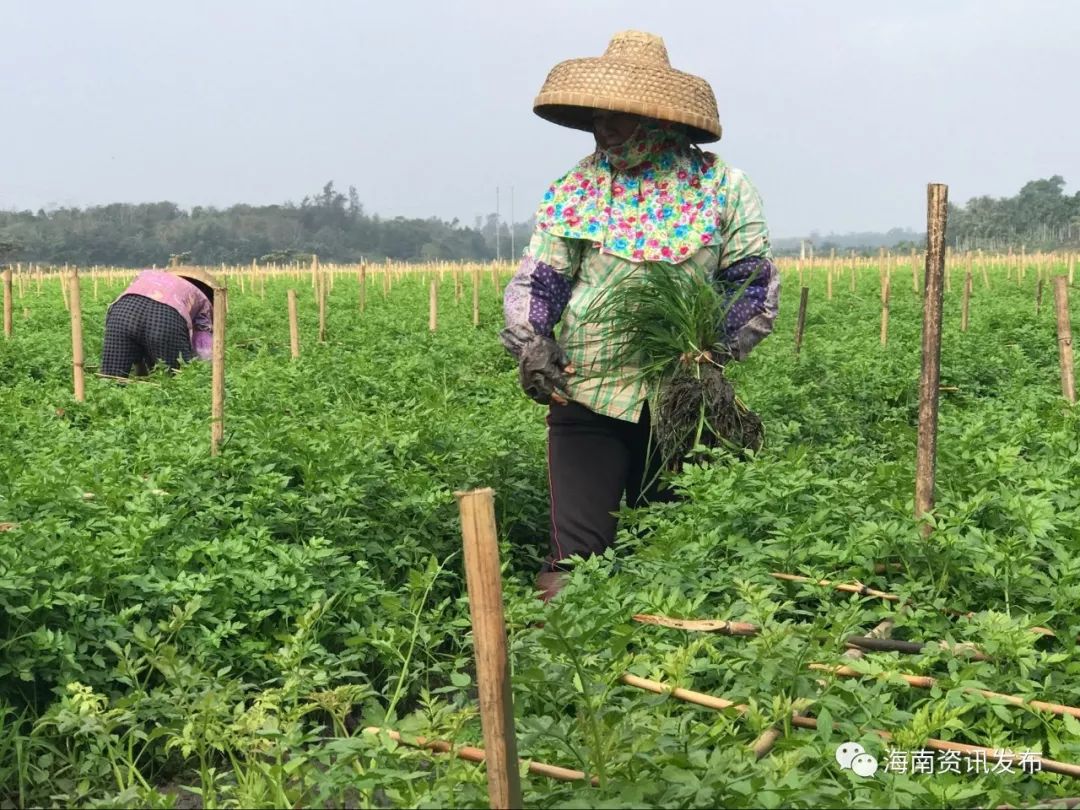 共享 想不想租个小菜园自己种菜吃 海口将规划建设250亩共享菜园 面向全国销售 海南资讯发布 微信公众号文章阅读 Wemp