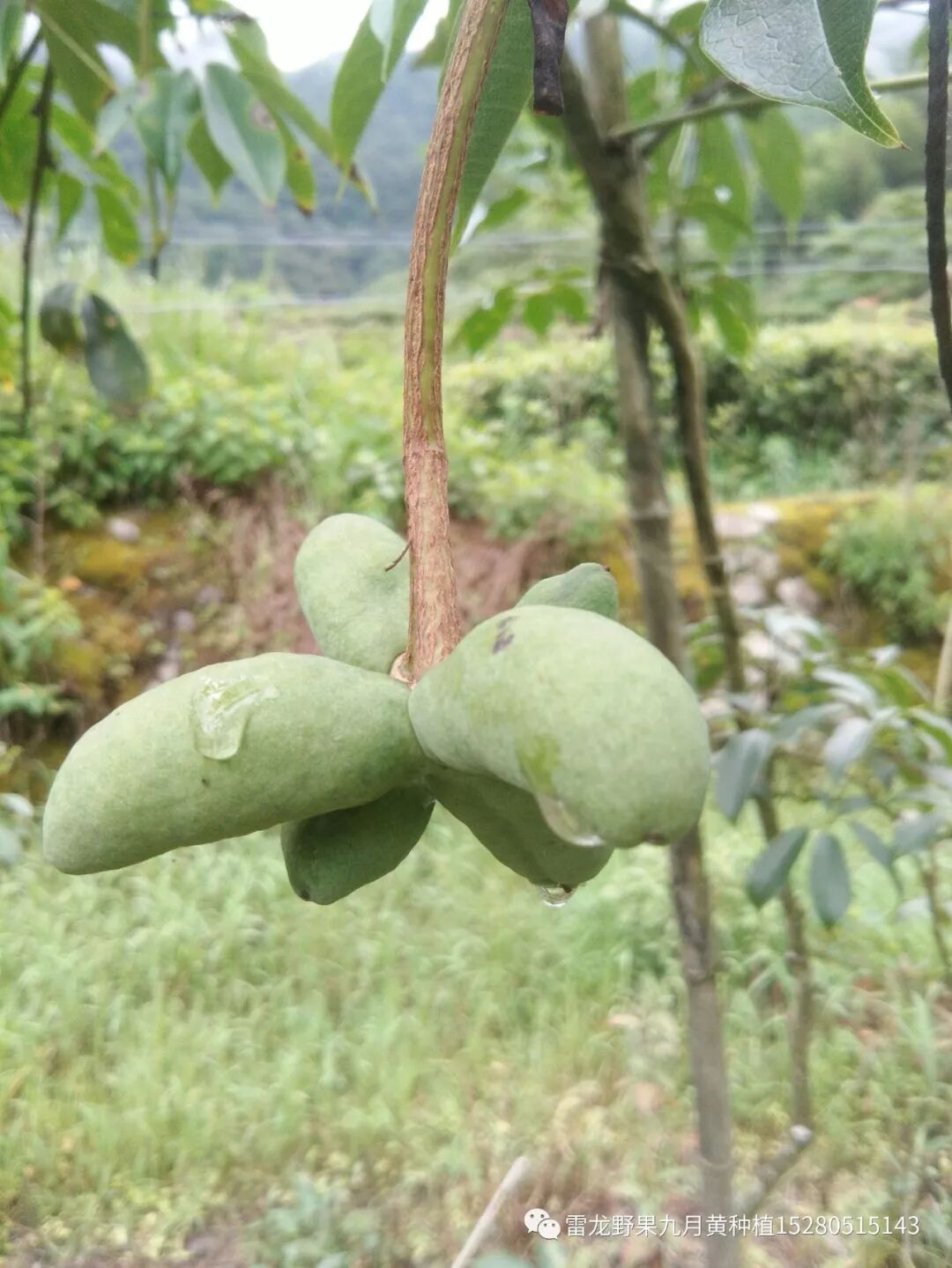 九月黄(拿藤包、黄腊瓜、香蜜瓜、九月黄金蕉)人工种植十年驯化之路！