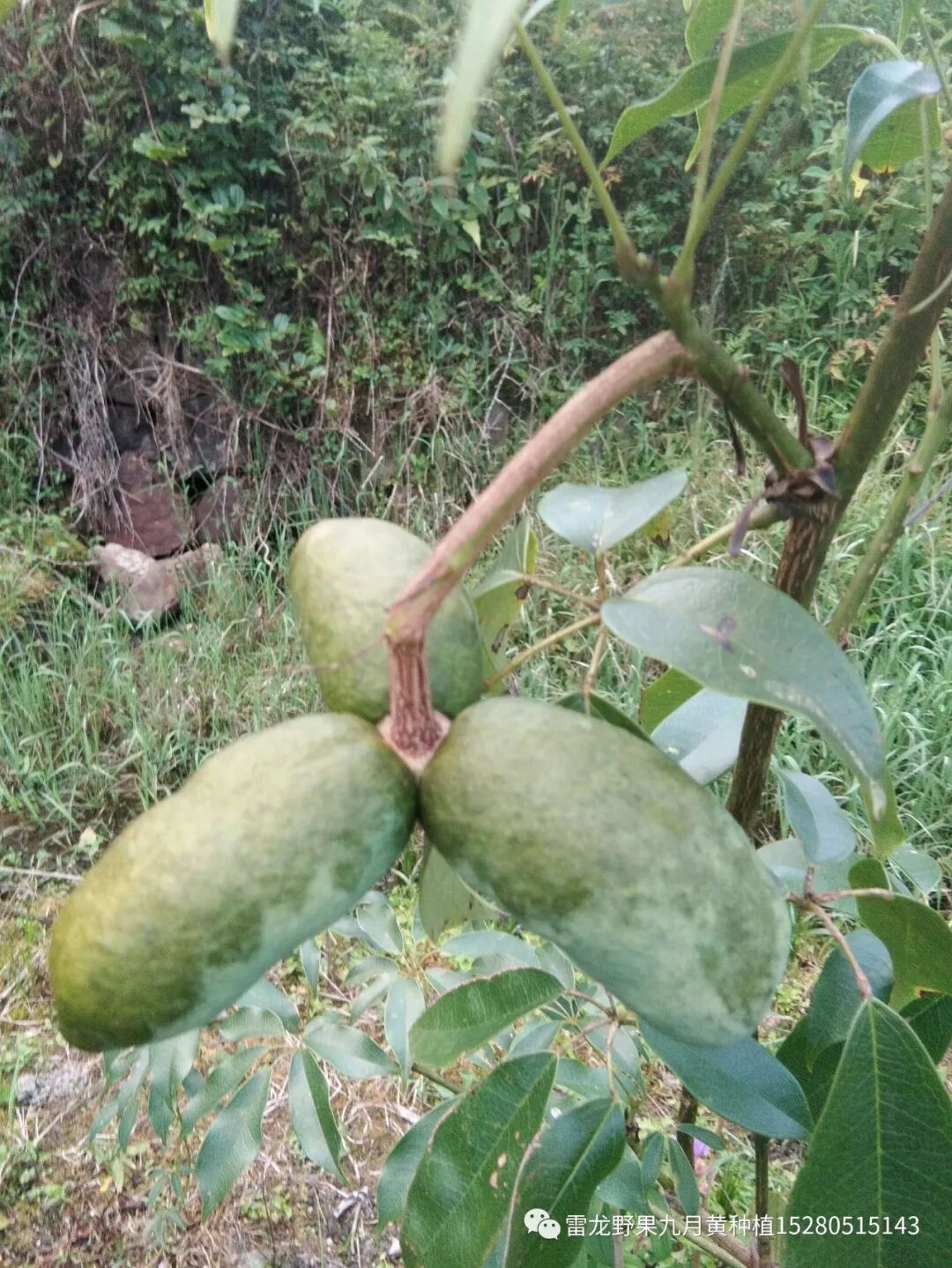 九月黄(拿藤包、黄腊瓜、香蜜瓜、九月黄金蕉)人工种植十年驯化之路！