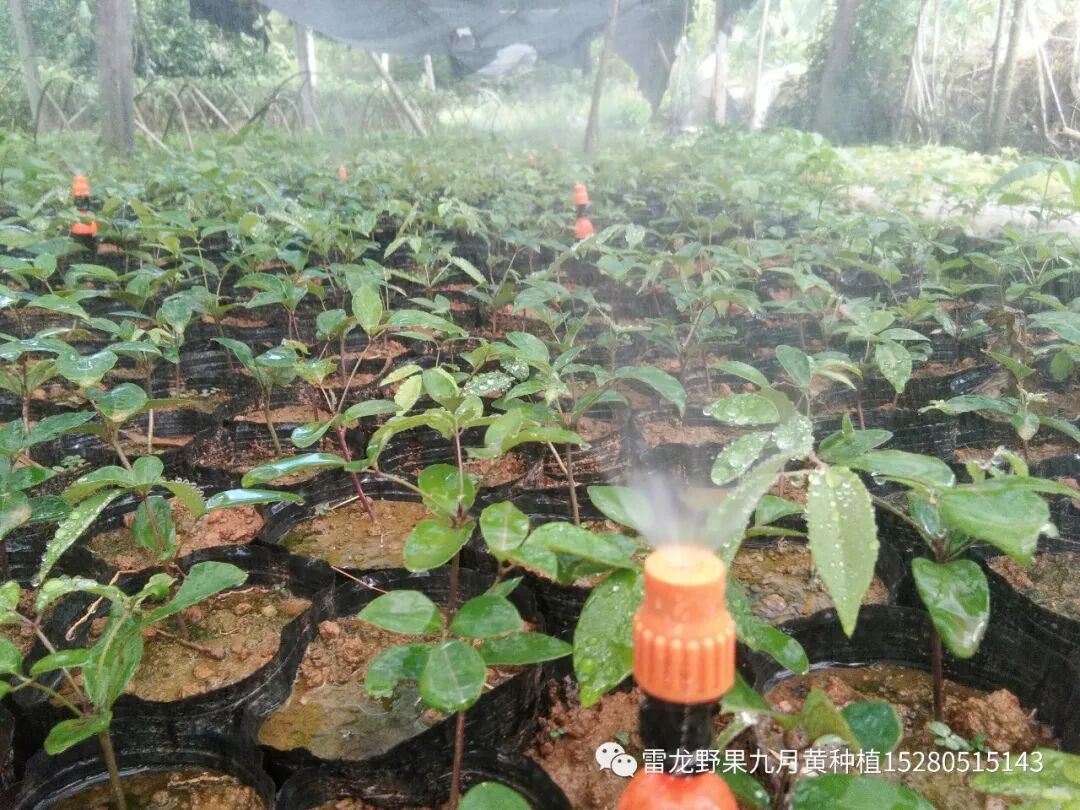 九月黄(拿藤包、黄腊瓜、香蜜瓜、九月黄金蕉)人工种植十年驯化之路！