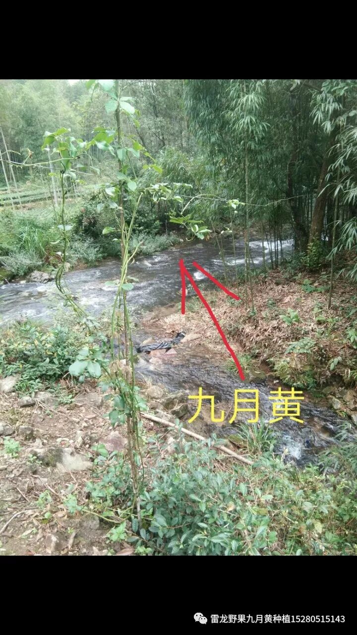 分享十种九月黄八月瓜种植模式