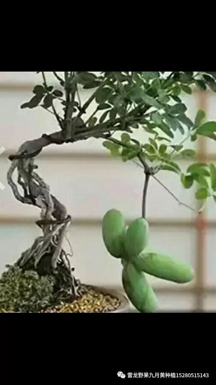 分享十种九月黄八月瓜种植模式