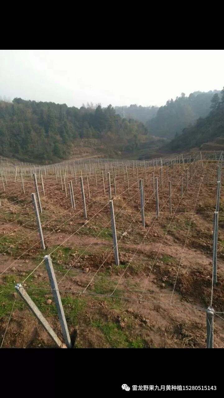 分享十种九月黄八月瓜种植模式