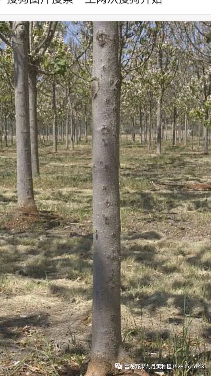 分享十种九月黄八月瓜种植模式