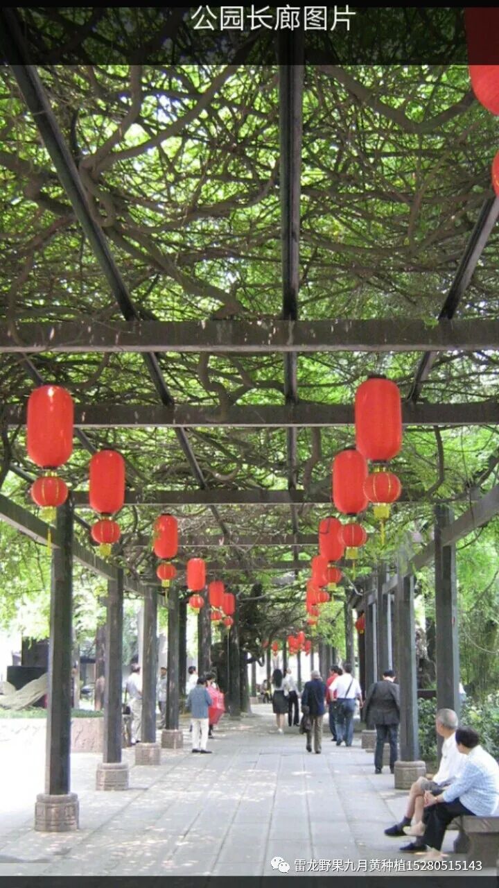 分享十种九月黄八月瓜种植模式