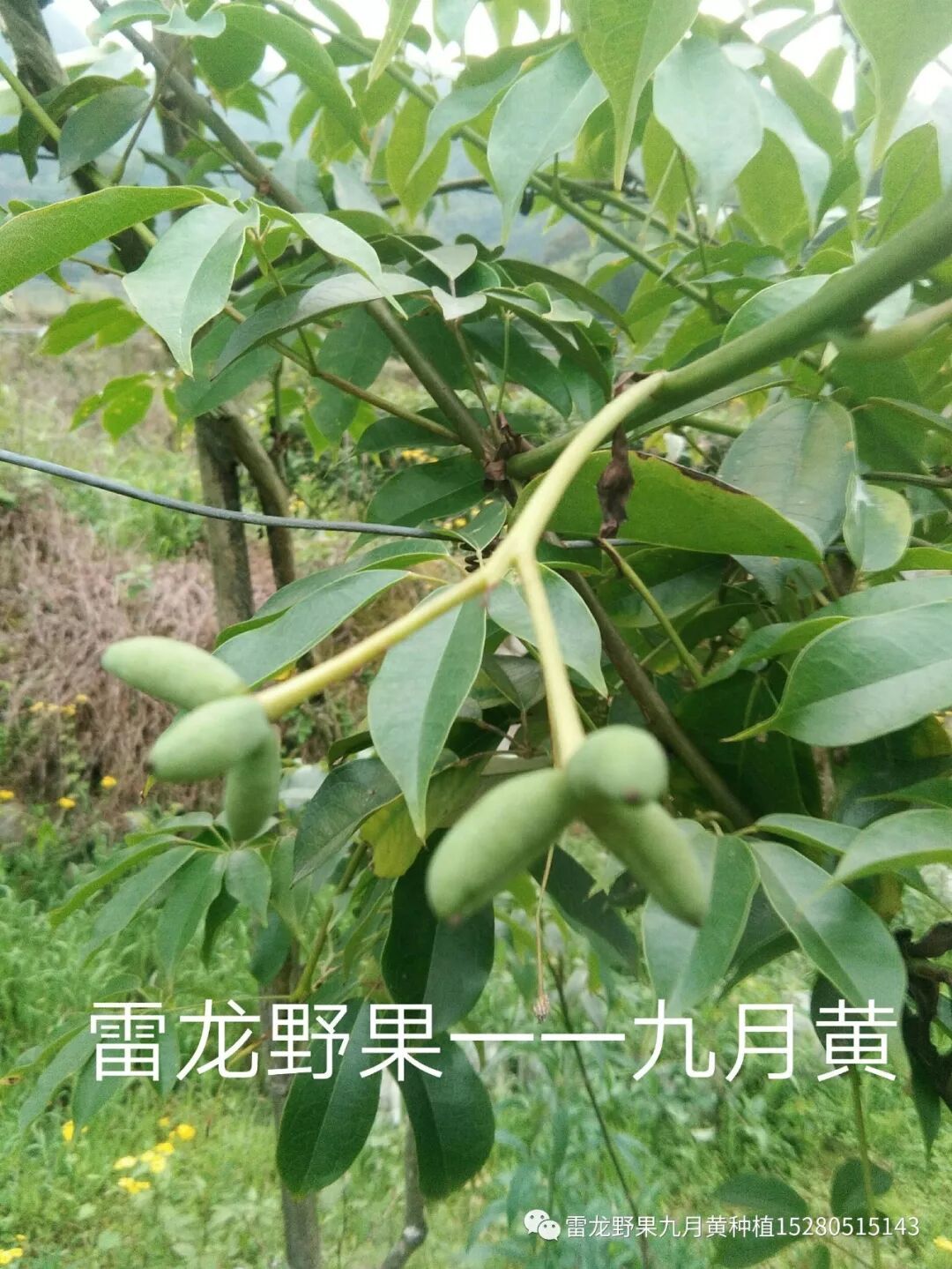 九月黄(拿藤包、黄腊瓜、香蜜瓜、九月黄金蕉)人工种植十年驯化之路！