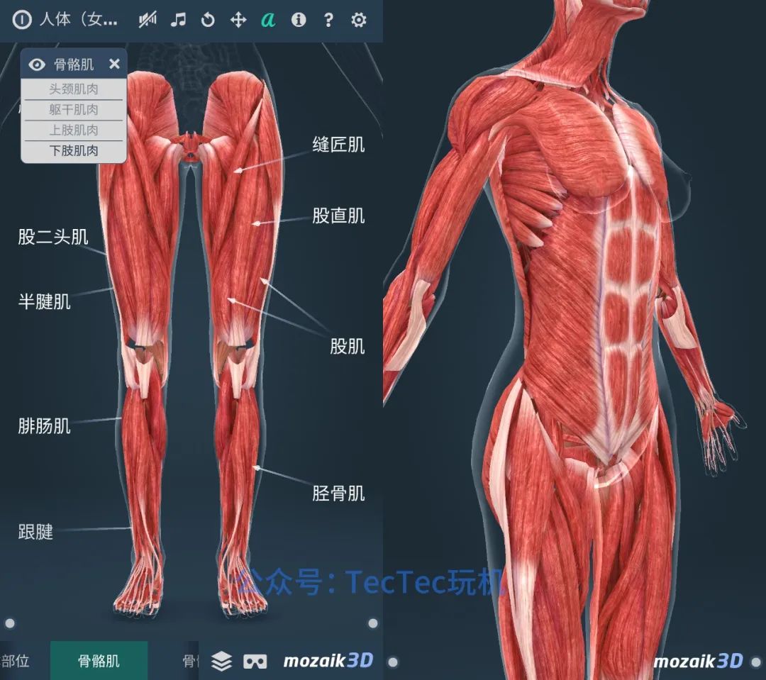 分享一款可以了解人体构造的3D软件，详细介绍各个部位的器官组织(图5)