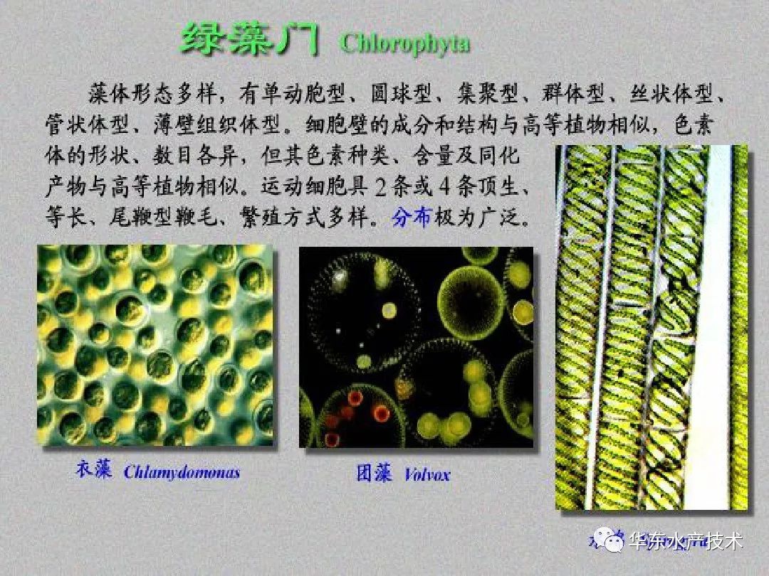 每天识一藻 绿藻 华东水产技术 微信公众号文章阅读 Wemp