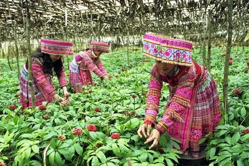 三七保健，生熟有别