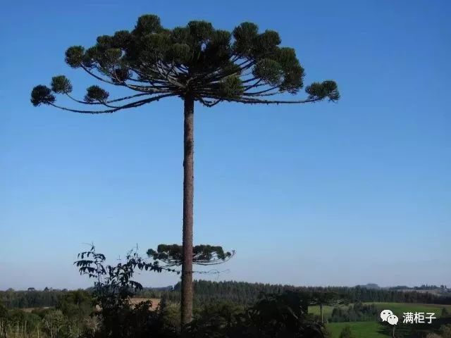 巴西大松子树照片图片