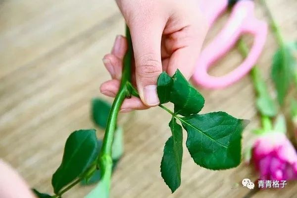 郁金香鲜花养护_带泥鲜花礼盒如何养护_鲜花养护/