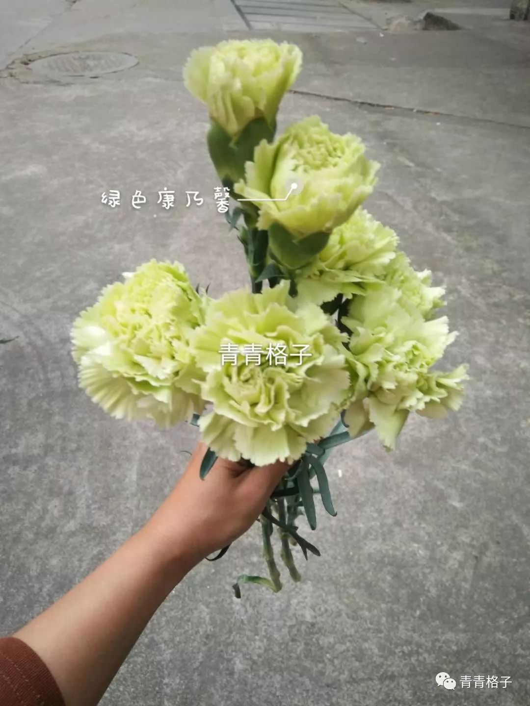 带泥鲜花礼盒如何养护_鲜花养护_郁金香鲜花养护