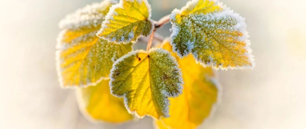 霜降到！最低温-6℃！今早8地温度跌至零下，注意添衣保暖！