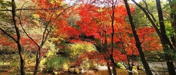 本溪枫叶已飘红！最佳观赏期还要等一等……