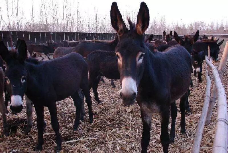 河间的驴肉是渤海驴,做法为酱制,吃的时候是驴肉都已经冷却下来了