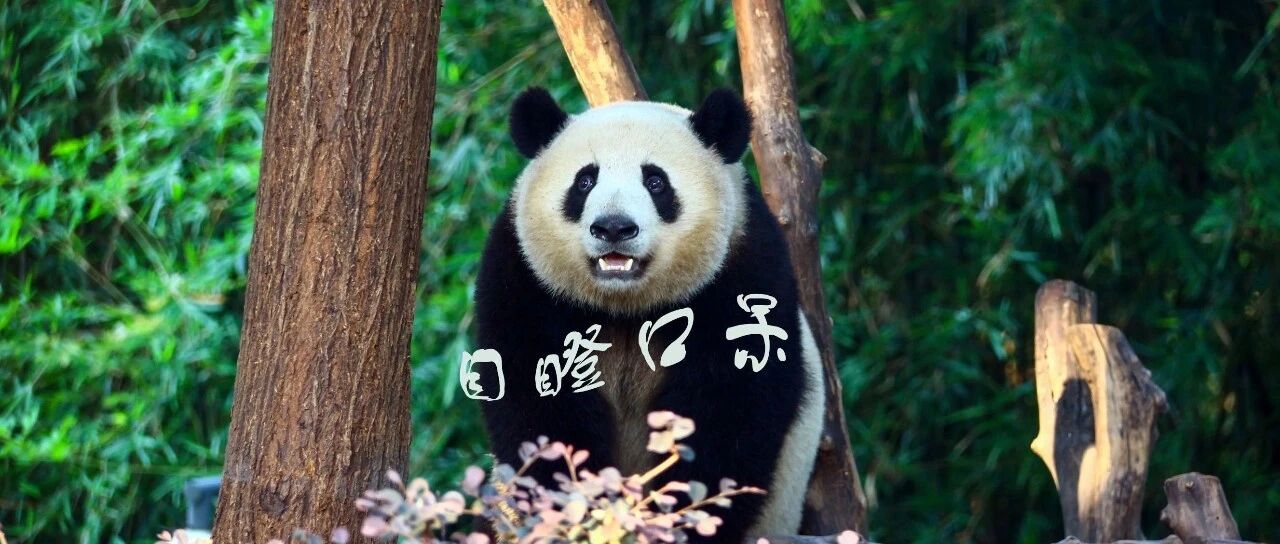 ABAP 调用 HTTP 上传附件二之中文乱码 - 封面图