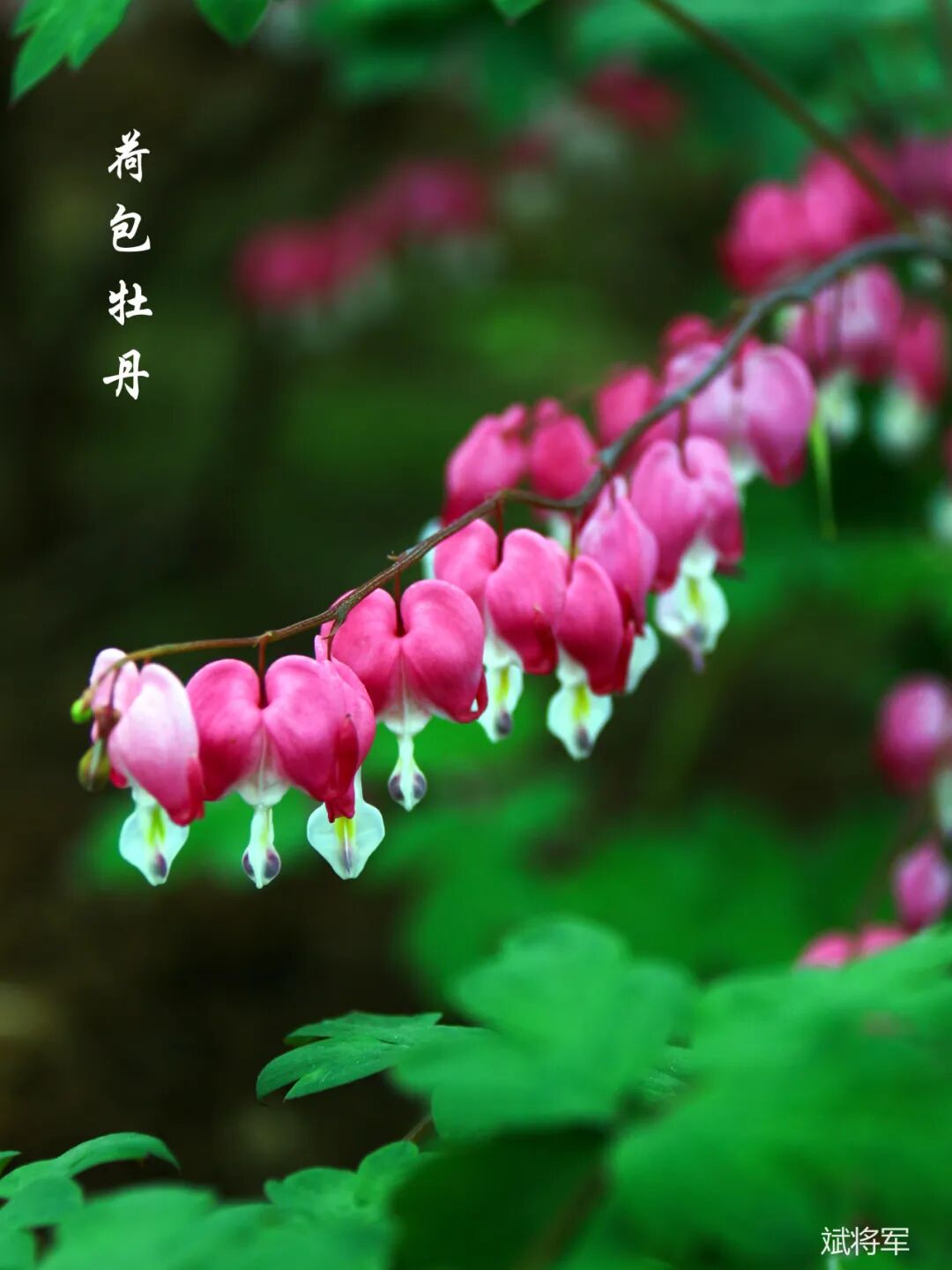 洛阳待君来 - 封面图