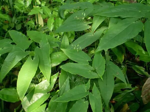 女性吃淫羊藿，真的好处多多！