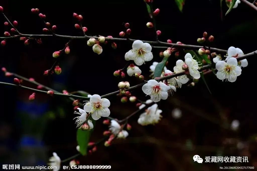 生肖紀(jì)念幣上的花語，一花一幣一世界！