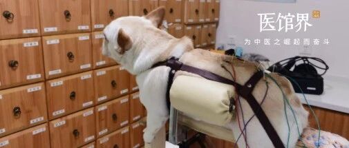 智商税or新风口？我花几百元，带绝症宠物看了回中医