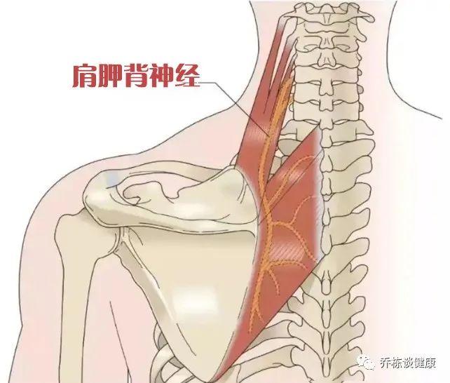 有肩胛背神经卡压，判断这个难度较大，神经卡压的原因比较多。神经卡压颈椎间盘突出症，可压迫神经根引起这