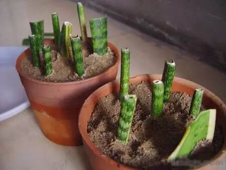 虎皮兰的繁殖方法，还能养几十年！