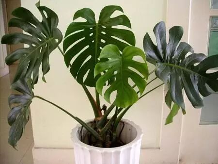 龟背竹叶黄怎么办?