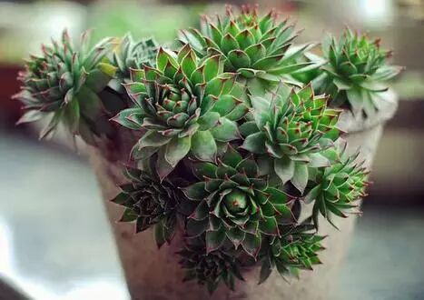 养观音莲做到这5点，年年都能开爆盆!