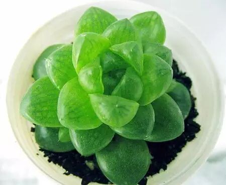 12生肖都有自己独特的旺财植物,你知道你的是什么吗?