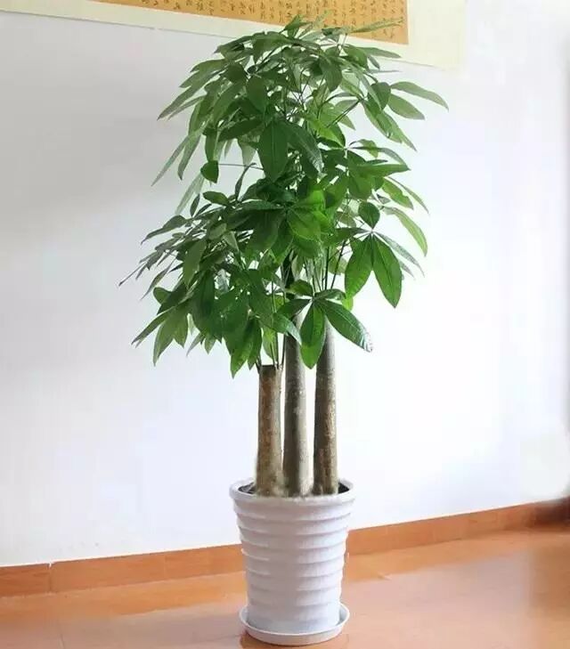 养这些植物旺财，快看看你家有吗？
