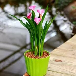 南北养花有什么差异？为什么大神的养花妙招到我手里就不管用了？