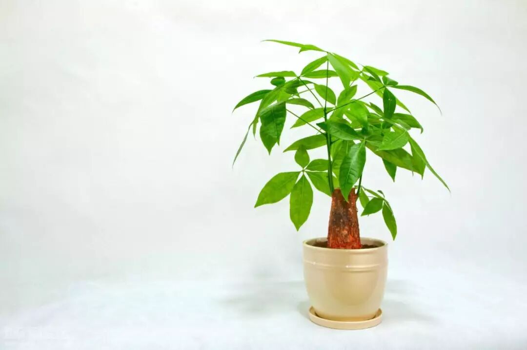 招财树与发财树的区别，快看你家是招财还是发财！