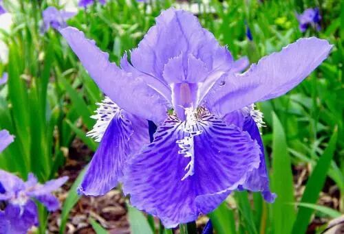 花友们都知道世界各国的国花是那些吗？说不定你家正养着呢！