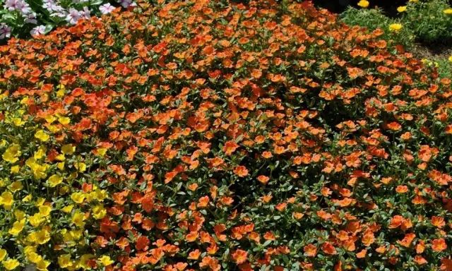 7種可以鋪在地上生長的不死花卉，新手也能養成一大片地毯花 家居 第2張