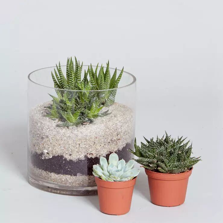 用玻璃球养盆景植物,偶尔浇水就能保持生长