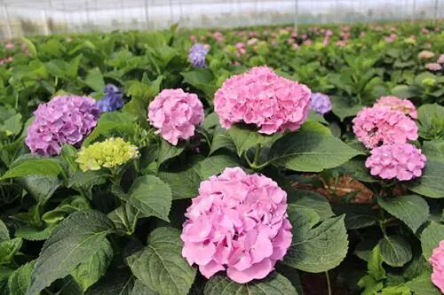 掌握好这几点，绣球花开爆盆！