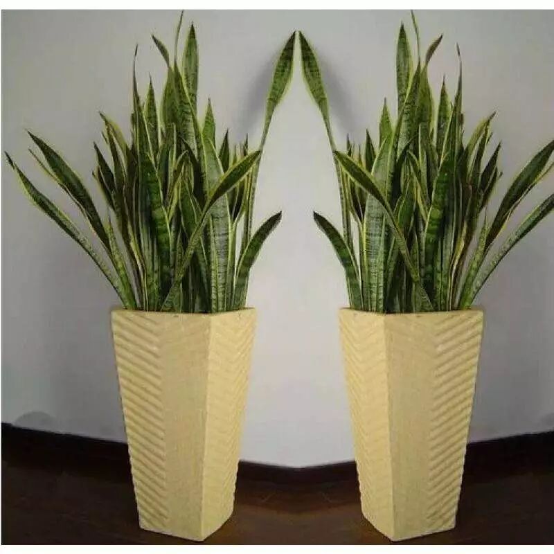 用这种水来养虎皮兰，疯长1米，太可怕了！