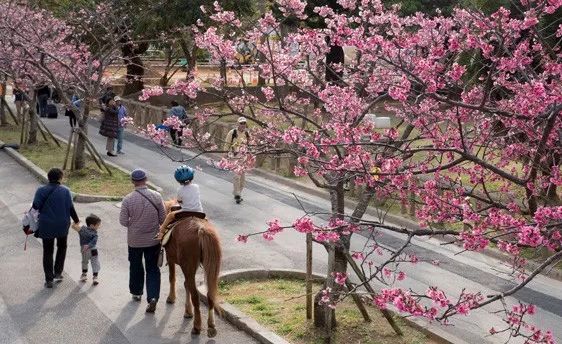 2019沖繩賞櫻攻略 | 1月，遇見全日本最早盛開的櫻花～ 旅行 第30張